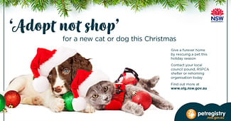 Adopt Don't Shop This Holiday Season