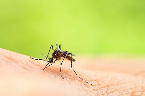 Mosquito Numbers Set To Rise Following Wet Weather