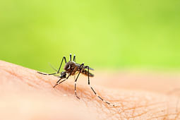 Mosquito-borne Virus Ross River Has Been Detected For The First Time This Season In Griffith