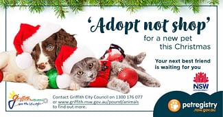 Adopt Not Shop For A Pet This Christmas