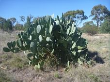 Council Takes Action To Combat Prickly Pear On Scenic Hill