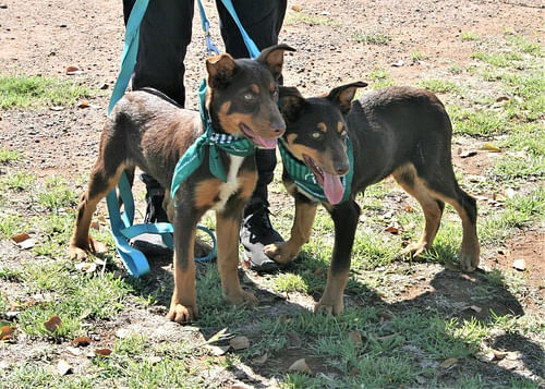 Healthy Pet Day Planned For Griffith